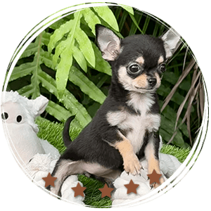 Teacup Chihuahua Micaela
