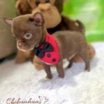 Teacup Chihuahua Milo