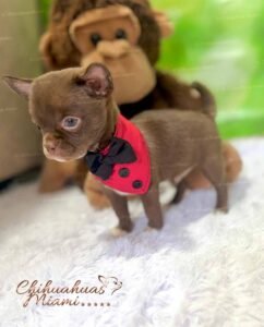 Teacup Chihuahua Milo