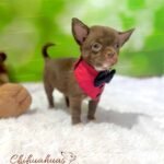 Teacup Chihuahua Milo