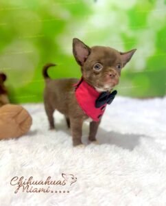 Teacup Chihuahua Milo