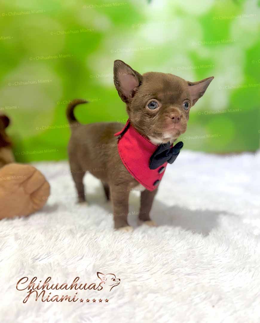 Teacup Chihuahua Milo