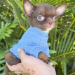 Teacup Chihuahua Bean
