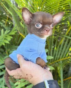 Teacup Chihuahua Bean