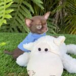 Teacup Chihuahua Bean