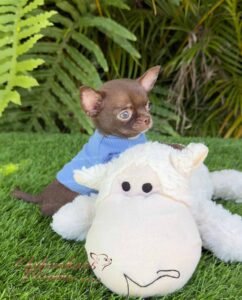 Teacup Chihuahua Bean