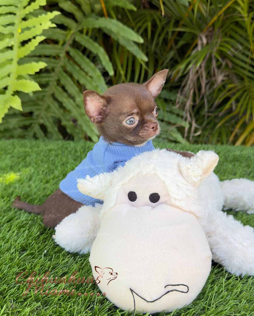 Teacup Chihuahua Bean