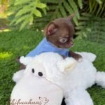 Teacup Chihuahua Bean