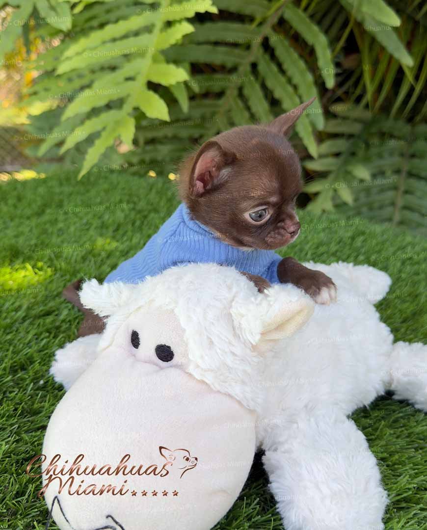 Teacup Chihuahua Bean
