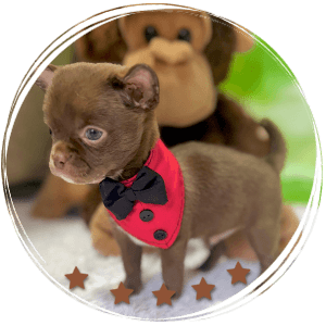 Teacup Chihuahua Milo