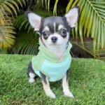 Mini Chihuahua Mimosa