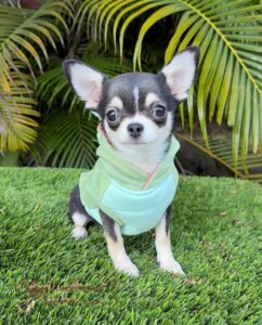 Mini Chihuahua Mimosa