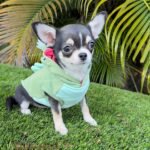 Mini Chihuahua Mimosa