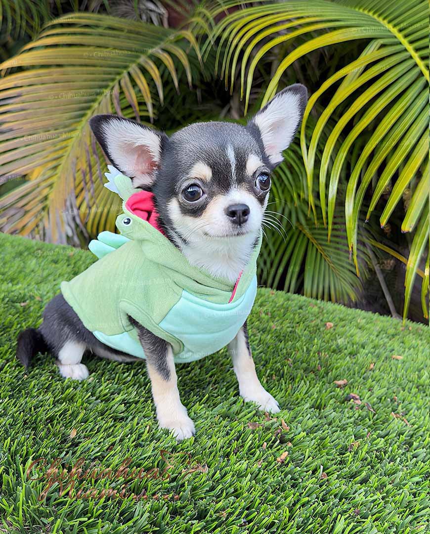 Mini Chihuahua Mimosa