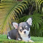 Mini Chihuahua Mimosa