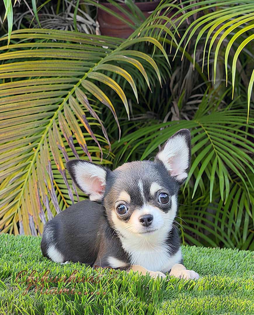 Mini Chihuahua Mimosa