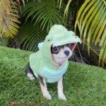 Mini Chihuahua Mimosa