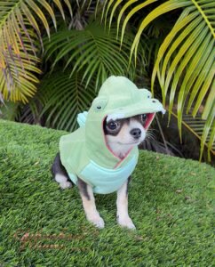 Mini Chihuahua Mimosa