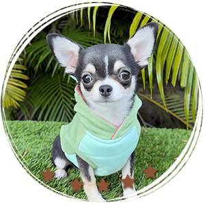 Mini Chihuahua Puppy Mimosa