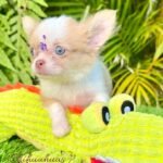 Teacup Chihuahua Misty
