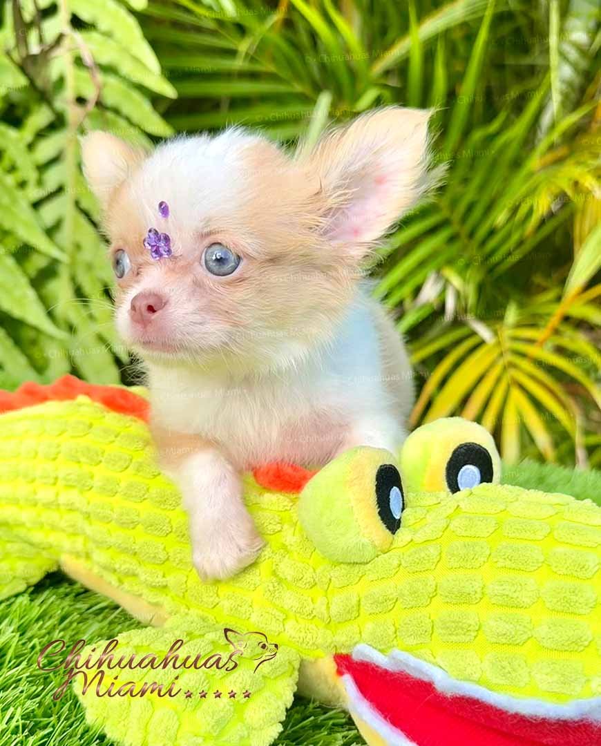 Teacup Chihuahua Misty