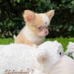 Teacup Chihuahua Misty
