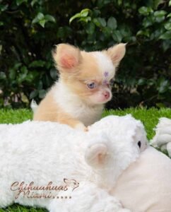 Teacup Chihuahua Misty