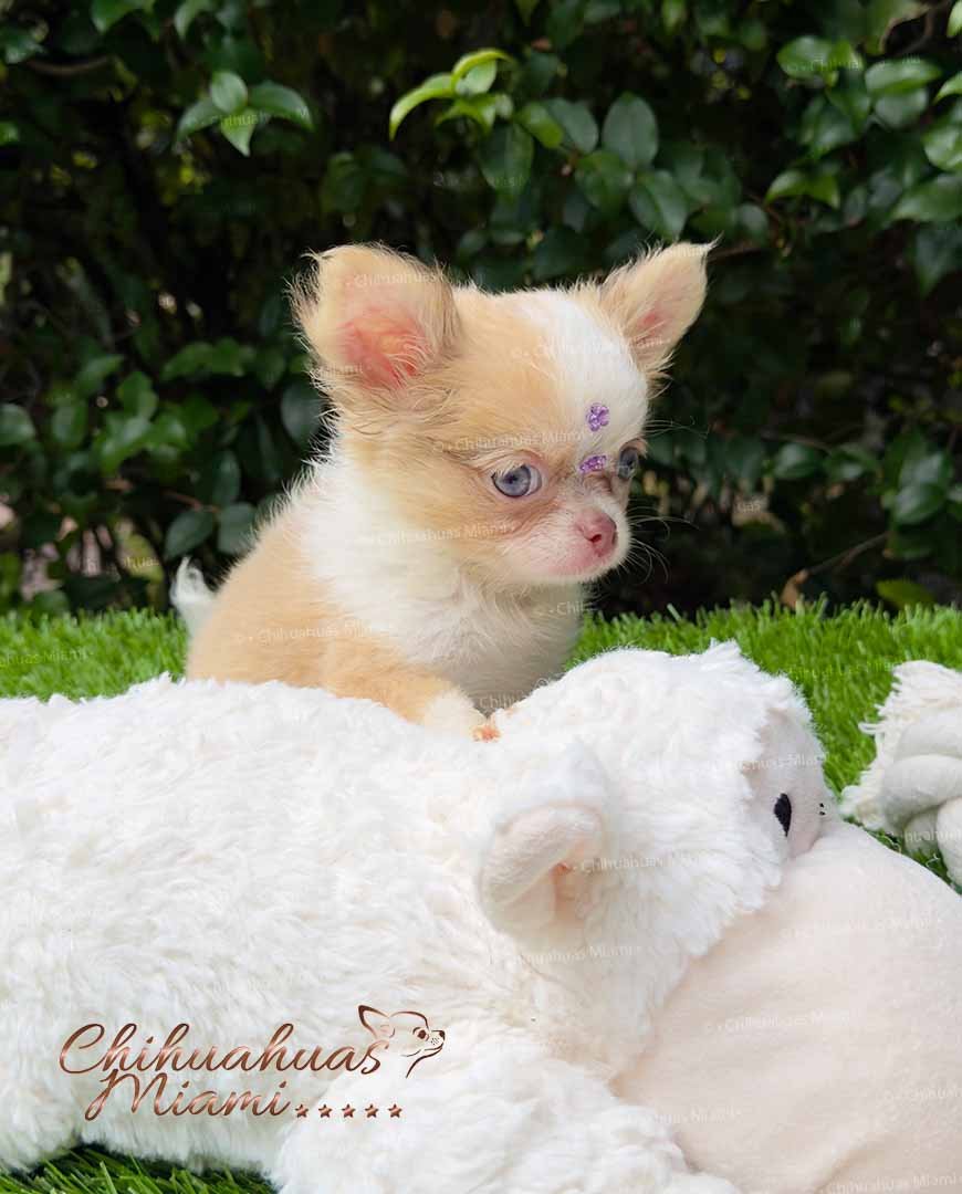 Teacup Chihuahua Misty