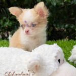 Teacup Chihuahua Misty