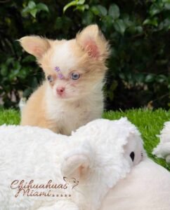 Teacup Chihuahua Misty