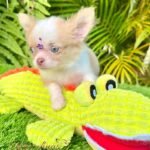 Teacup Chihuahua Misty