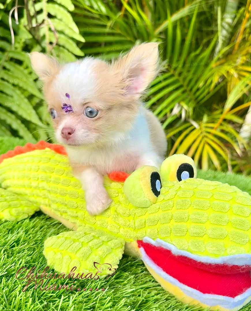 Teacup Chihuahua Misty