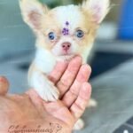 Teacup Chihuahua Misty