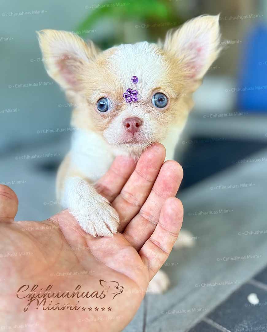 Teacup Chihuahua Misty