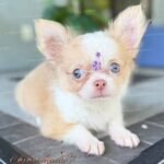 Teacup Chihuahua Misty