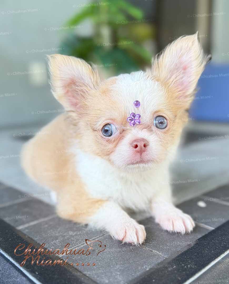 Teacup Chihuahua Misty