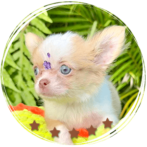 Teacup Chihuahua Misty