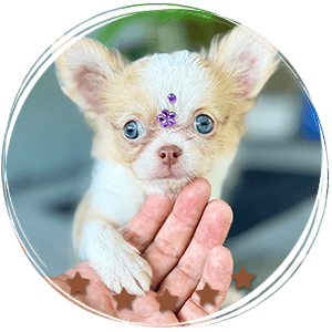 Teacup Chihuahua Misty
