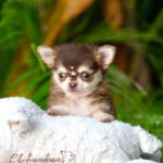 Teacup Chihuahua Mocha
