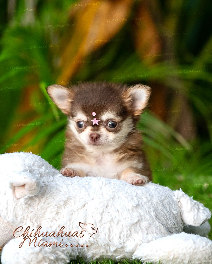 Teacup Chihuahua Mocha