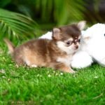 Husky Style Teacup Chihuahua - Mocha