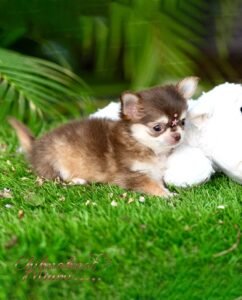 Husky Style Teacup Chihuahua - Mocha