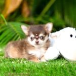 Teacup Chihuahua Mocha