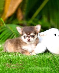 Teacup Chihuahua Mocha