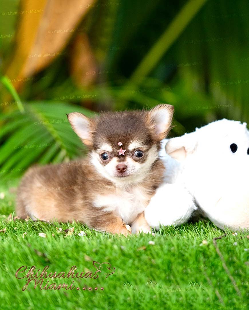 Teacup Chihuahua Mocha