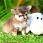 Long Hair Teacup Chihuahua Mocha