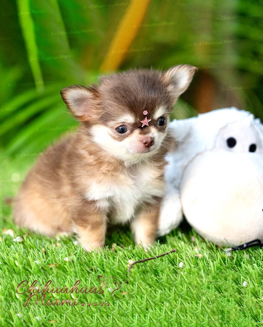 Long Hair Teacup Chihuahua Mocha