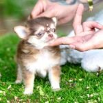 Apple head Teacup Chihuahua Mocha