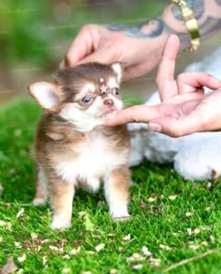 Apple head Teacup Chihuahua Mocha