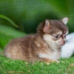 Teacup Chihuahua Female - Mocha
